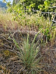 Festuca idahoensis