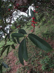 Doliocarpus
