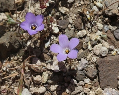 Linanthus parryae