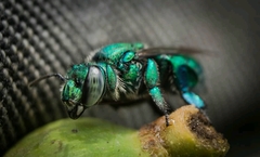 Euglossa
