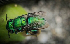 Euglossa