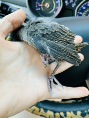 Sturnus vulgaris