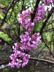 Cercis canadensis