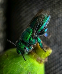 Euglossa