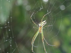 Leucauge blanda