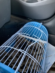 Sturnus vulgaris