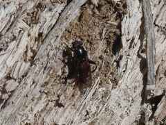 Chalcosyrphus