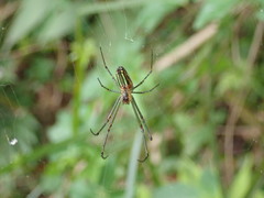 Leucauge blanda