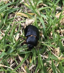 Scarabaeidae