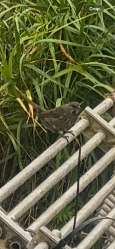 Song Sparrow