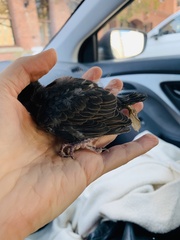 Sturnus vulgaris