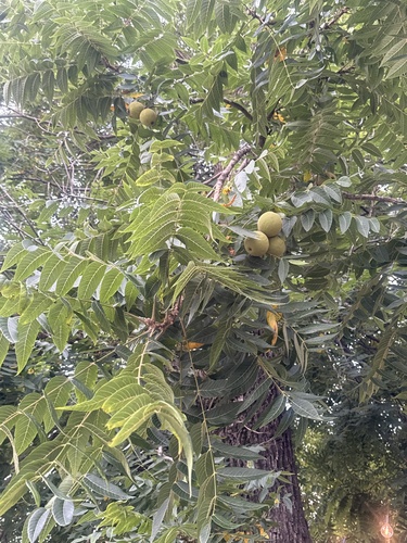 eastern black walnut
