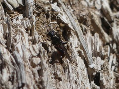 Chalcosyrphus