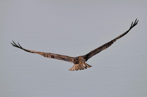 Osprey