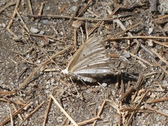 Lomographa glomeraria