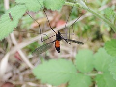 Tipula holoserica