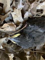 Sturnus vulgaris