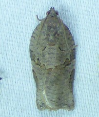Archips grisea