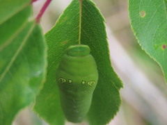 Papilio multicaudata grandiosus