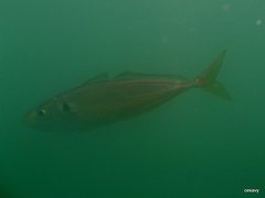 Trachurus capensis