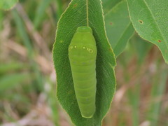 Papilio multicaudata grandiosus