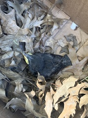 Sturnus vulgaris