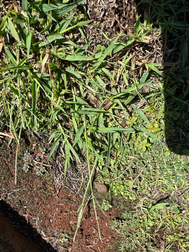 Digitaria violascens observed 2026-09-04