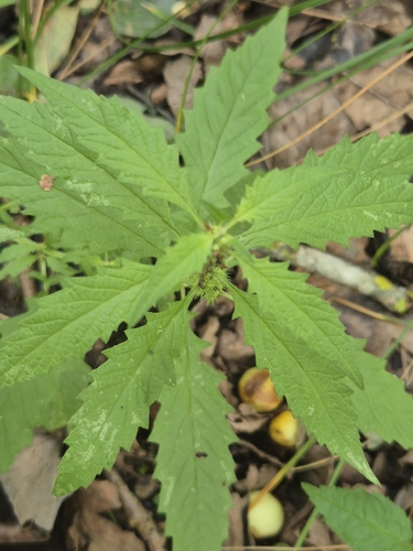 European water-horehound