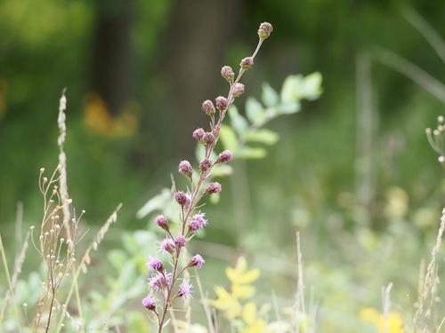 Liatris ligulistylis, photograph 4