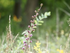 Liatris ligulistylis, photograph (c) Thomas Boe, some rights reserved (CC BY)