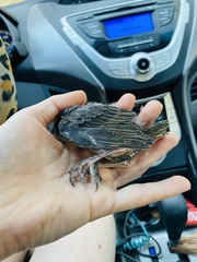 Sturnus vulgaris