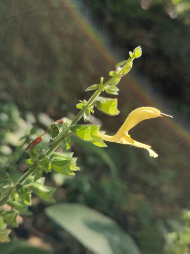 Sticky Sage