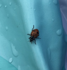 Hippodamia convergens