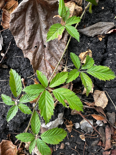 Rubus trivialis, photograph 2
