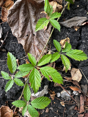 Rubus trivialis, photograph (c) Clifton Ladd, C.W.B., some rights reserved (CC BY)