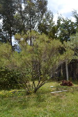 Baccharis tricuneata