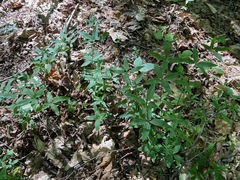 (c) Tom Scavo, some rights reserved (CC BY) Galium lanceolatum, photograph (c) Tom Scavo, some rights reserved (CC BY)