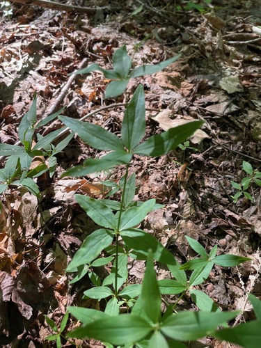 Galium lanceolatum