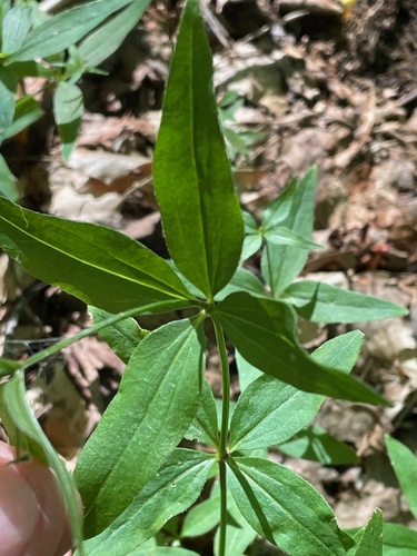 Galium lanceolatum, photograph 4