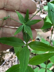 (c) Tom Scavo, some rights reserved (CC BY) Galium lanceolatum, photograph (c) Tom Scavo, some rights reserved (CC BY)