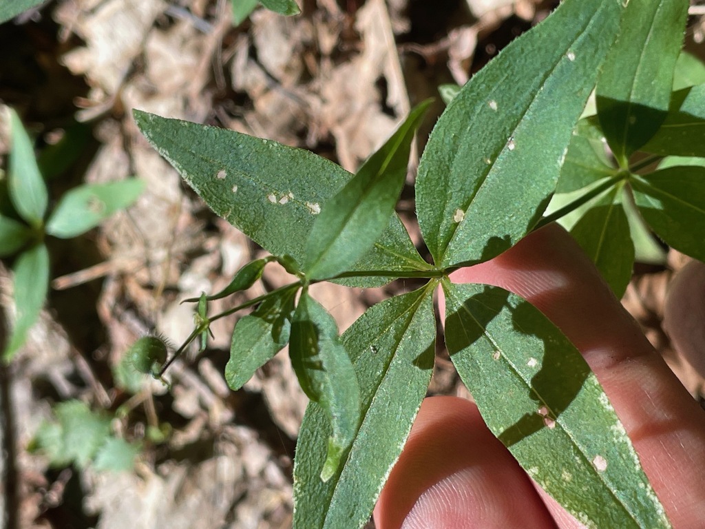 Galium lanceolatum; photograph (c) Tom Scavo, some rights reserved (CC BY)