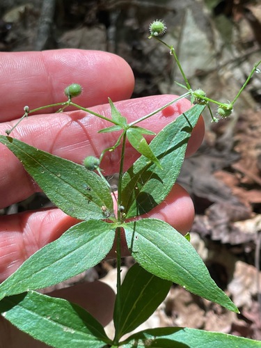 Galium lanceolatum, photograph 2