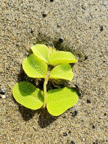 floating fern