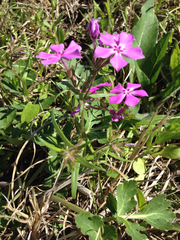 Phlox cuspidata