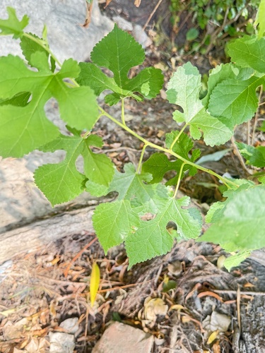 white mulberry