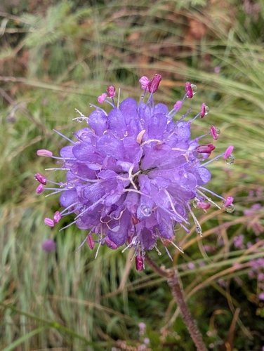 Devil's-bit Scabious