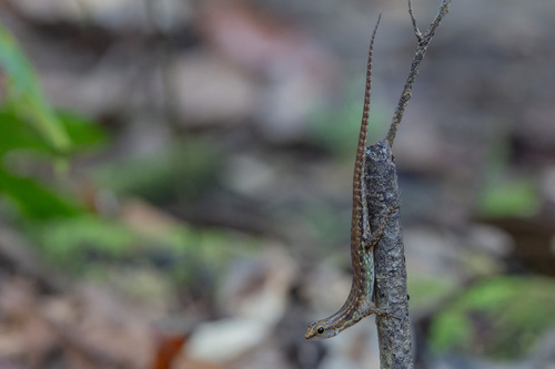 Sphenomorphus simus observed 2026-07-10