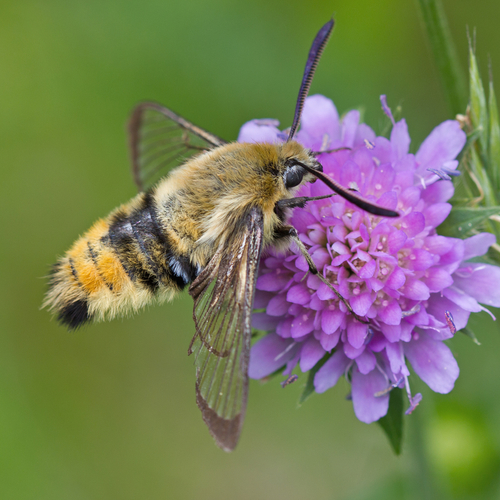 Narrow-bordered Bee Hawkmoth