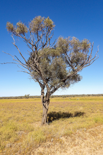Acacia cambagei observed 2026-08-14