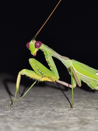 Giant African Mantis